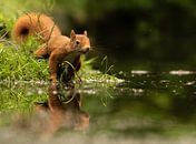 Eichhörnchen mit Spiegelbild von Silvia Groenendijk Miniaturansicht