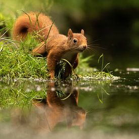 Squirrel with mirror image by Silvia Groenendijk