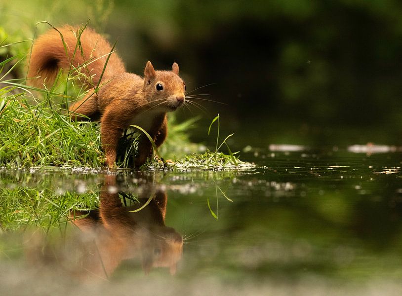Eichhörnchen mit Spiegelbild von Silvia Groenendijk