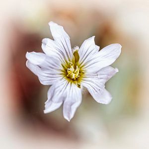 Witte bloem van Rob Boon