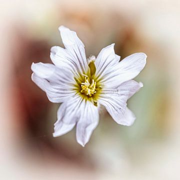 Weiße Blume von Rob Boon