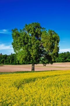 Een enkele boom bij een geel koolzaadveld en blauwe lucht