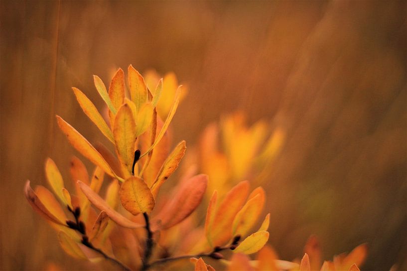 Natural, Autumn colors, Close-up by Laura Reedijk