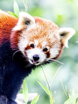 Rode panda van Scholtes Fotografie