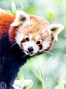 Roter Panda von Scholtes Fotografie Miniaturansicht