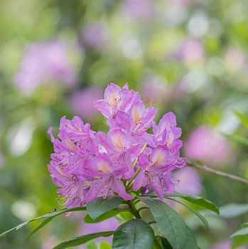 Wunderschöne Rhododendronblüte