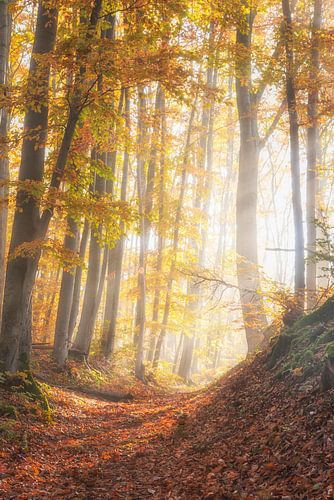 Enlightenment in the autumnal forest by Tobias Luxberg