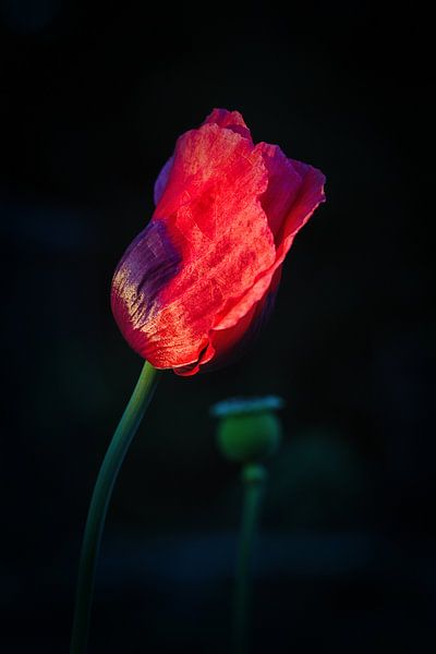 Klatschmohnblüte von Winne Köhn