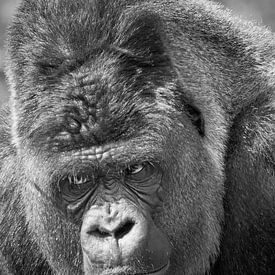 Angry Gorilla SIlverback by Dalex Photography