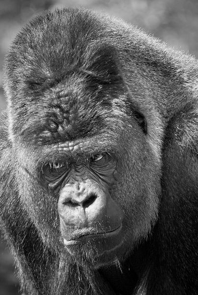 Wütender Gorilla von Dalex Photography