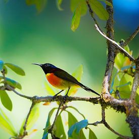 Honigsauger von Joost van Doorn