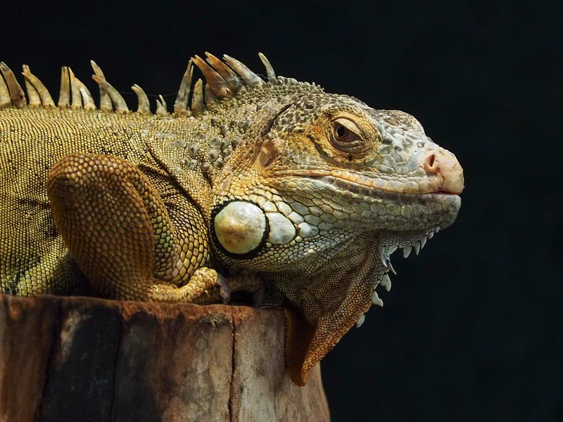 Grüner Leguan :Ouwehands Dierenpark von Loek Lobel