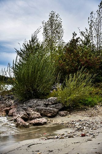 Magnificent plants on the banks of Lake Chiemsee