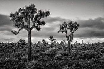 Joshua Tree