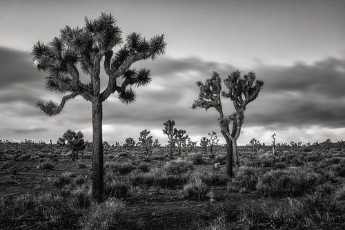 Joshua Tree