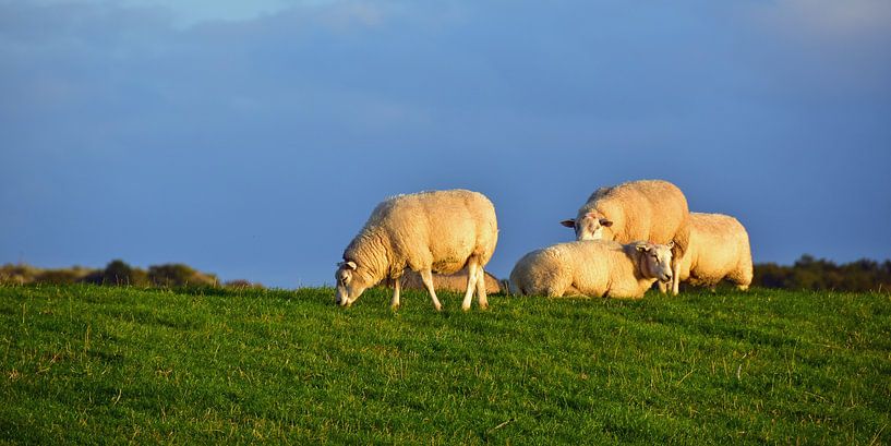 Sheep on the dike par Paul van Baardwijk