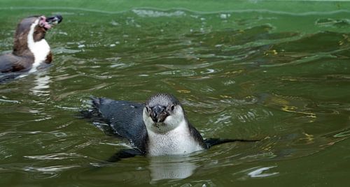 Pinguïn