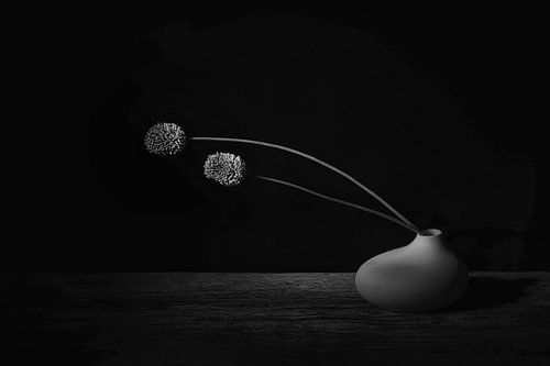 Black velvet. Awarded Minimalistisch kunstzinnig stilleven met bloemen .