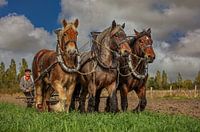 Zeeuwse Trekpaarden