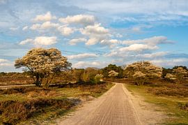 Currant bushes on the Zuiderheide by Connie de Graaf