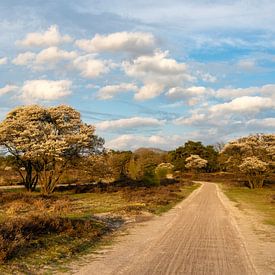 Les prunelliers de la Zuiderheide sur Connie de Graaf