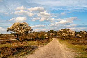 Korinthenbäume auf der Zuiderheide