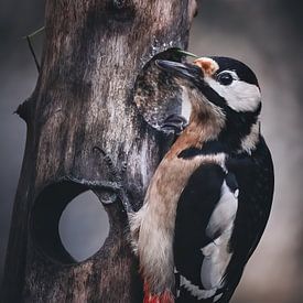 Great spotted woodpecker by Maurice Cobben