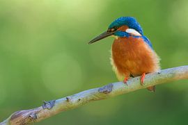 Eisvogel von Eisvogel.land - Corné van Oosterhout