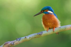 Eisvogel