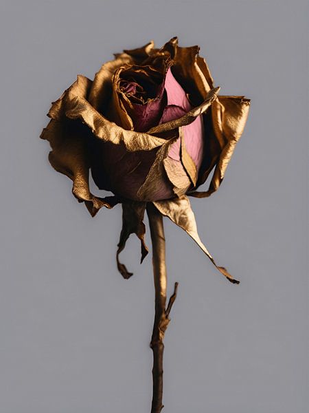 Rose 1 by On Your Wall