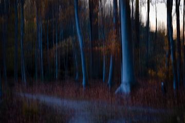 In the beech forest. by Anneke Hooijer