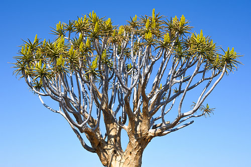 Yellow flowers on a quiver tree
