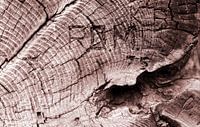 Coupe transversale d'une vieille souche d'arbre desséchée avec des cercles annuels