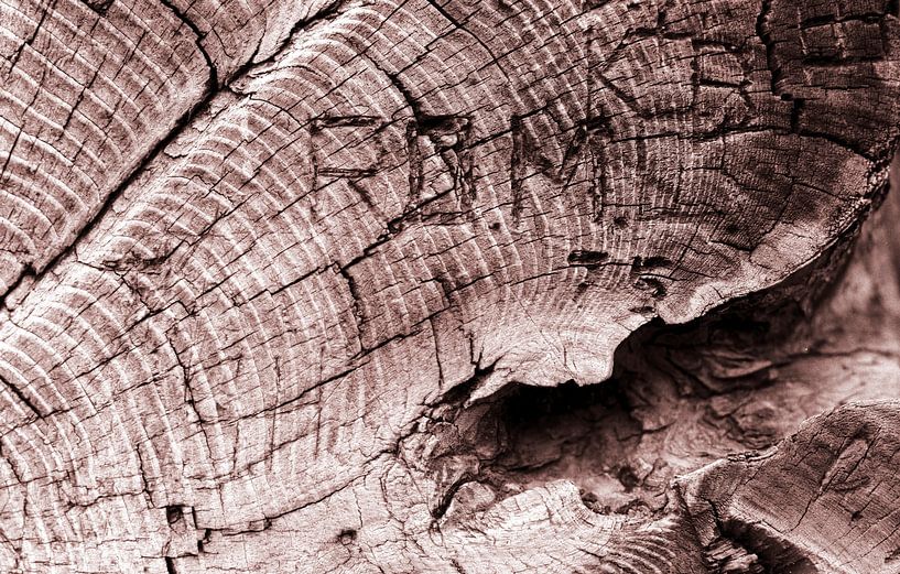 Coupe transversale d'une vieille souche d'arbre desséchée avec des cercles annuels par Gerwin Schadl