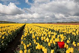 red tulip in a yellow tulip field with stacking clouds on the horizon by W J Kok
