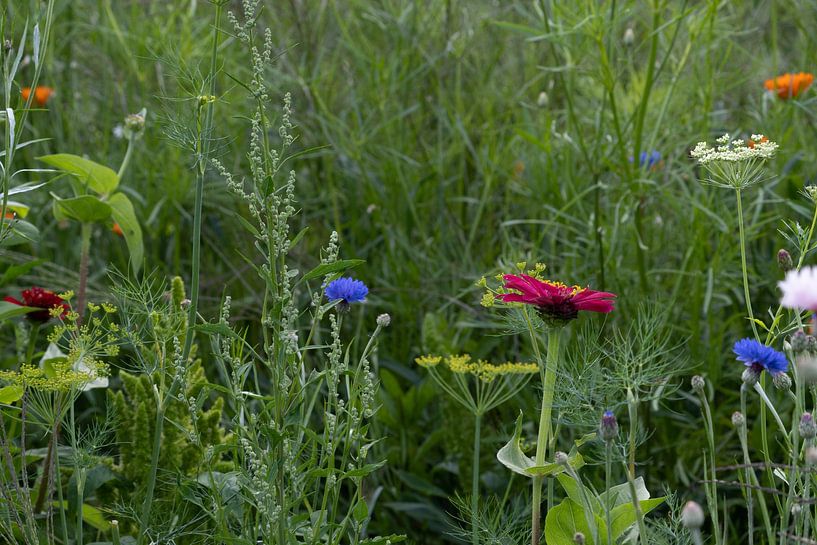 wilde bloemen van Maaike Krimpenfort