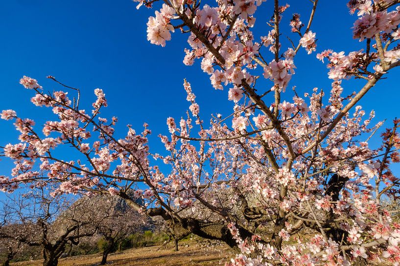 almond blossom by Peter Laarakker