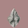 Ernst Haeckel, mossel, mollusk. Acephala, Muscheln van Liszt Collection