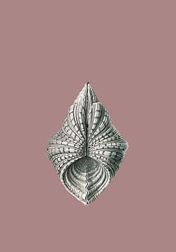 Muschel, Ernst Haeckel