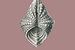 Ernst Haeckel, mossel, mollusk. Acephala, Muscheln van Liszt Collection