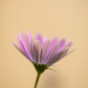 Blume von Ron Kleinjans