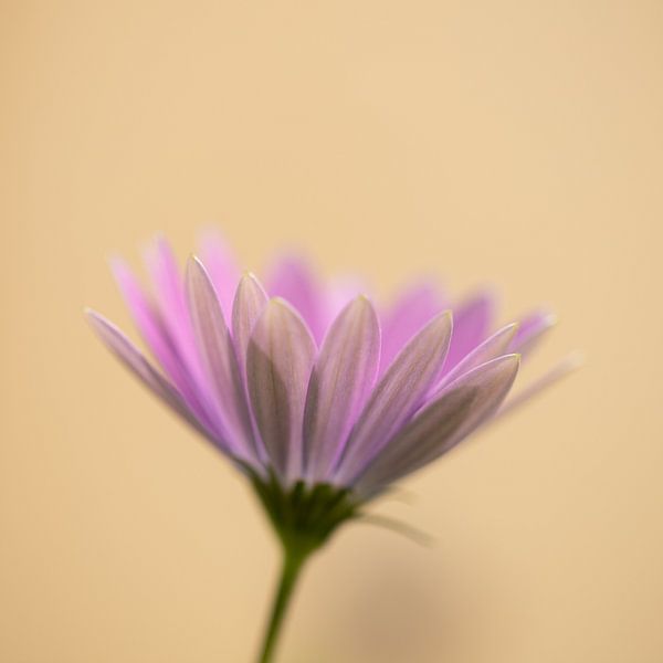 Flower by Ron Kleinjans