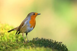 Robins