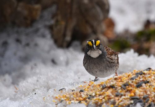 Een vogel in de tuin in de lente