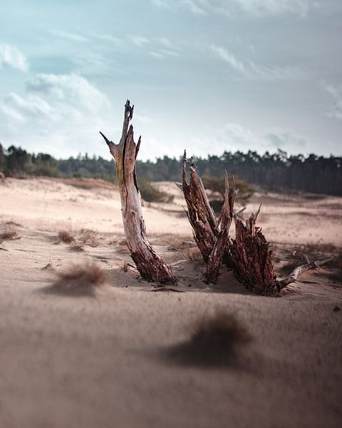 Driftwood in a wasteland by Nordkaia