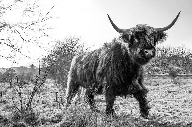 Schotse Hooglander Castricum Nieuwe bewerking. van Frank Slaghuis