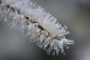 weiße Herbstblume