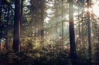 Backlight in the forest by Marly Tijhaar thumbnail