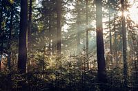 Gegenlicht im Wald