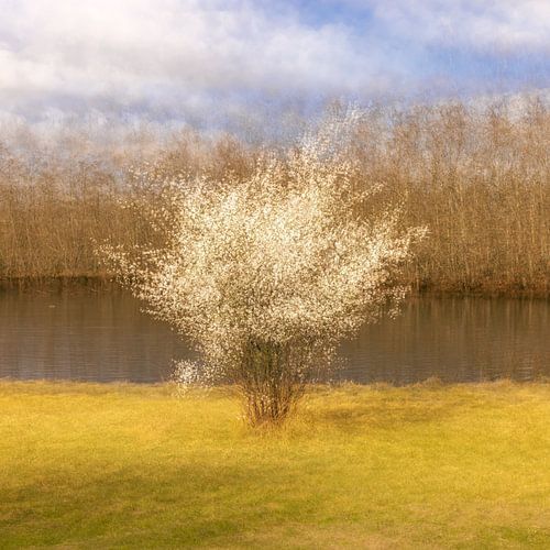 Meervoudige momenten waar het licht speelt met de pracht van de lente.